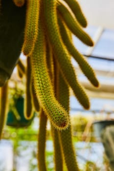 Vibrant Hanging Cactus in a Bright Greenhouse, Muncie, Indiana, 2023