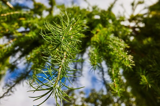 Sunlit Coniferous Tree Detail at Botanic Gardens, Elkhart, Indiana - A Close-up View of Vibrant Green Needles and Branches with Softly Blurred Canopy Background, Conveying Nature and Growth