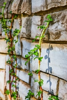 Vibrant green vine climbing a rustic stone wall, casting leaf-shaped shadows in the sunlight, Botanic Gardens, Elkhart, Indiana, 2023