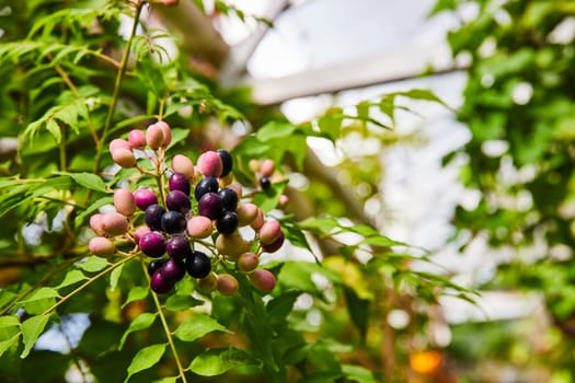 Vibrant close-up of ripening berries in a Muncie, Indiana conservatory, showcasing the natural growth cycle amidst lush foliage.