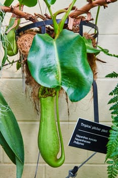 Close-up of a vibrant Tropical Pitcher Plant in a Muncie, Indiana conservatory, showcasing nature's unique insect traps.