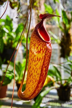 Vibrant close-up of a carnivorous pitcher plant in a sunlit greenhouse in Muncie, Indiana, 2023