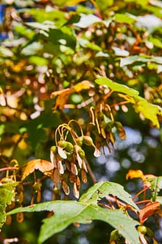 Close-up of Vibrant Samaras and Decaying Leaves Signifying Seasonal Change in Elkhart, Indiana