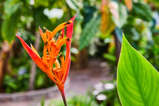 Vibrant heliconia flower in dew, dominating foreground in a lush greenhouse garden, Muncie, Indiana, 2023