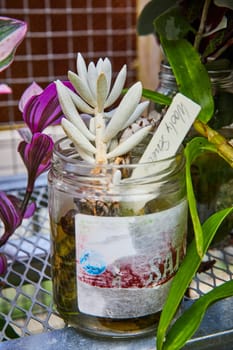 Sustainable Urban Gardening in Muncie, Indiana - A Pale Succulent Thrives in a Repurposed Glass Jar in a Vibrant Greenhouse Environment, 2023