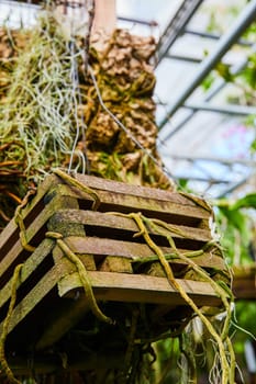 Overgrown Mossy Crate in Greenhouse, Muncie Indiana Conservatory - A Symbol of Nature's Cycle and Sustainable Living