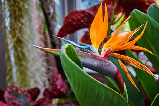 Vibrant Bird of Paradise flower in full bloom at a lush greenhouse in Muncie, Indiana, 2023 - a symbol of tropical beauty and exotic travel destinations.
