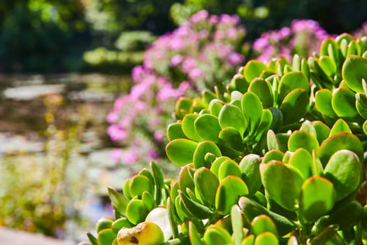 Vibrant Green Succulents Bathed in Sunlight at Indiana Botanic Gardens, 2023