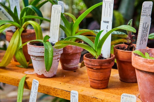 Orchid collection in rustic terracotta pots on a wooden shelf in a sunlit Muncie, Indiana greenhouse, showcasing the beauty of indoor horticulture.