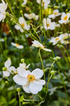 Vibrant close-up of white anemones blossoming in 2023 at the Botanic Gardens, Elkhart, Indiana, encapsulating the tranquil beauty of spring.