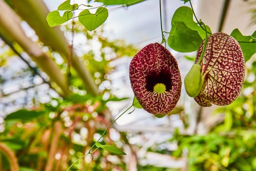 Vibrant Aristolochia Grandiflora flowers in Muncie, Indiana conservatory, showcasing the splendor of natural biodiversity in daylight