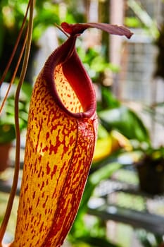 Tropical pitcher plant in bright, natural sunlight at Muncie, Indiana conservatory, showcasing its vibrant color and unique spotted pattern.