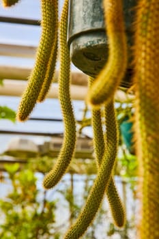 Vibrant Rat Tail cactus hanging in a sunlit greenhouse, Muncie, Indiana, 2023