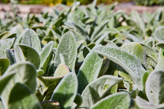 Sunny Botanic Garden in Elkhart, Indiana with Close-Up View of Vibrant Fuzzy Green Lamb's Ear Leaves in 2023