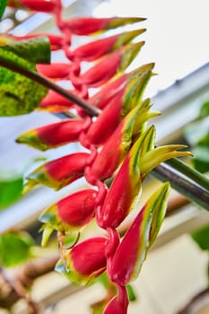 Vibrant close-up of red Heliconia flowers in a botanical conservatory in Muncie, Indiana, showcasing tropical flora and natural beauty