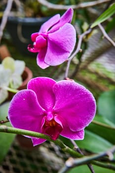 Vibrant Pink Orchids in a Greenhouse, Muncie, Indiana, 2023 - Close-up of Exotic Tropical Flowers with Detailed Petals and Golden Centers