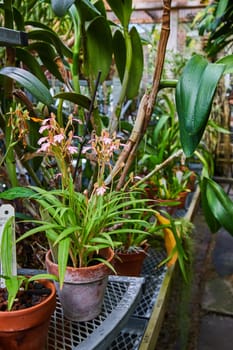 Vibrant Greenhouse Scene with Pink Orchids in Muncie, Indiana Conservatory, 2023
