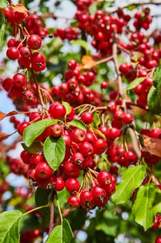 Sunlit cluster of ripe, glossy red berries in Botanic Gardens, Elkhart, Indiana, signaling the arrival of late summer harvest, 2023