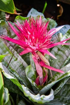 Vibrant pink bromeliad flower with dew drops in Muncie, Indiana conservatory garden, showcasing exotic beauty in a tropical greenhouse setting.