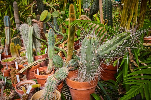 Diverse Collection of Cacti and Succulents in Terracotta Pots in a Greenhouse, Muncie, Indiana, 2023