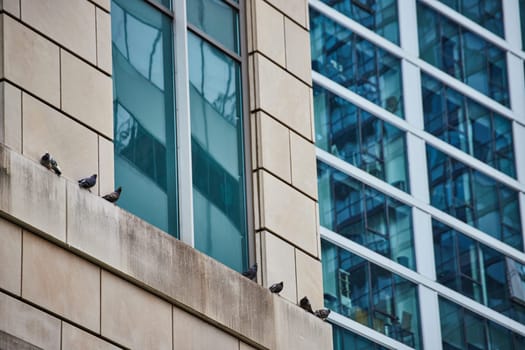 Image of Pigeon, animal birds standing on wall ledge of office building with blue tinted windows, Chicago