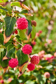 Vibrant Kousa Dogwood Berries Amidst Autumn Foliage in Elkhart Botanic Gardens, 2023