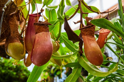 Vibrant tropical pitcher plants hanging in a lush greenhouse in Muncie, Indiana, illustrating the exotic beauty of carnivorous flora, 2023.