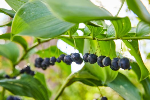 Ripe wild berries amidst lush green foliage in Botanic Gardens, Elkhart, Indiana captured in daylight