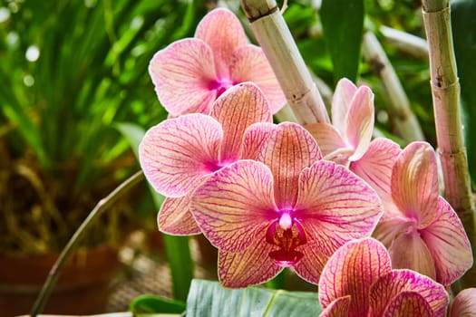 Vibrant pink orchids with delicate vein patterns, in sharp focus against a serene backdrop of lush green foliage, in a Muncie, Indiana conservatory, 2023.