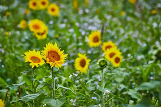 Vibrant sunflower field in full bloom under a sunny sky in Goshen, Indiana, 2023