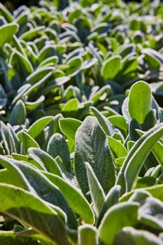 Sunlit Lamb's Ear Plants in Elkhart Botanic Gardens, Indiana - A Vibrant Close-up View of Silvery Green Foliage