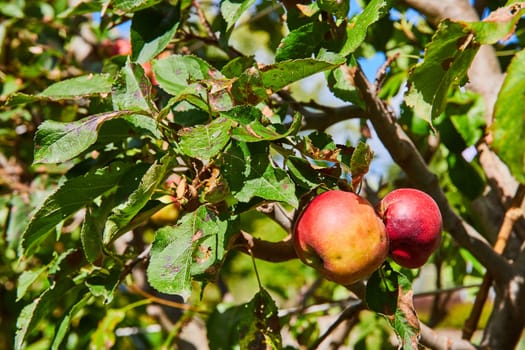 Vibrant daytime snapshot of ripe apples ready for harvest in the lush Botanic Gardens of Elkhart, Indiana, 2023 - a symbol of healthy eating and seasonal agriculture.