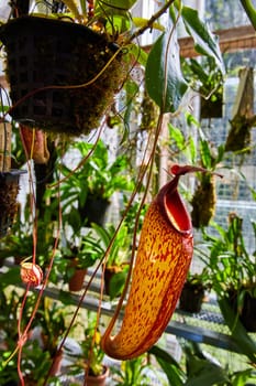 Vibrant Pitcher Plant in Muncie, Indiana Greenhouse, 2023 - A symbol of exotic botany and carnivorous nature, amidst lush greenery under warm daylight.