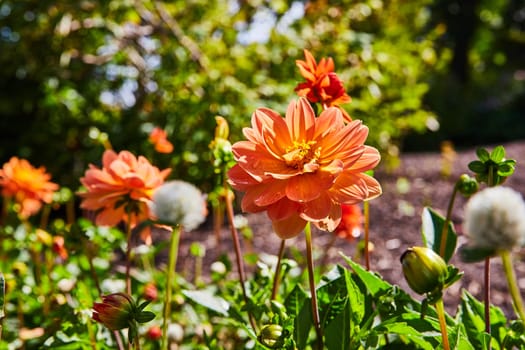 Dew-kissed Orange Dahlia in Bloom, Surrounded by Mixed Flowers in a Lush Botanic Garden, Elkhart, Indiana, 2023