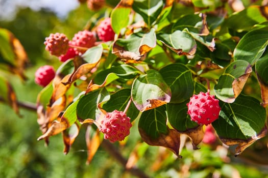 Vibrant Dogwood Fruits Amidst Seasonal Change in Elkhart's Botanic Gardens, Indiana 2023