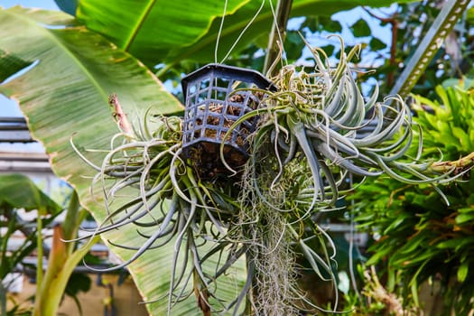 Close-up of a whimsical Tillandsia air plant in black mesh pot, surrounded by lush tropical foliage in a Muncie, Indiana conservatory.