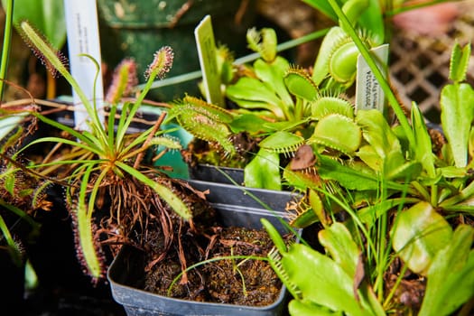 Close-up of exotic Venus flytraps and sundews in a humid Indiana conservatory, showcasing their insect-trapping adaptations