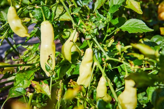 Vibrant close-up of pale yellow Sugar Rush Peach chili peppers growing in Elkhart's Botanic Gardens, Indiana, 2023, highlighting organic farming and healthy living.