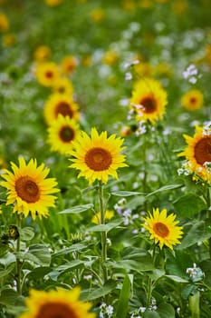 Vibrant Sunflower Field in Goshen, Indiana, Under Soft Daylight in 2023