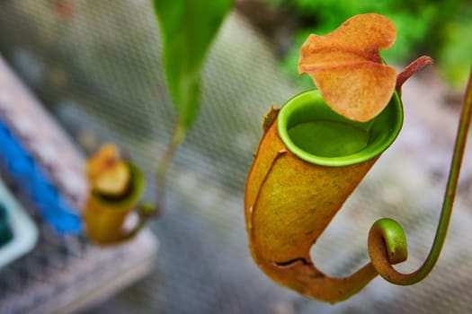 Vibrant Pitcher Plant in Muncie, Indiana Greenhouse, 2023 - An Intricate Display of Nature's Ingenuity and Adaptability