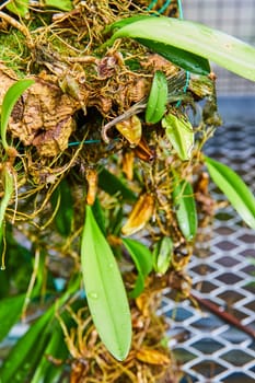 Vibrant Green Orchid Life Cycle in Muncie Conservatory, Indiana, Showcasing Delicate Balance of Plant Care in Greenhouse Setting