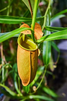 Close-up of a Tropical Pitcher Plant in a Greenhouse Setting, Muncie, Indiana 2023 - A Unique Display of Nature's Adaptations in Botany