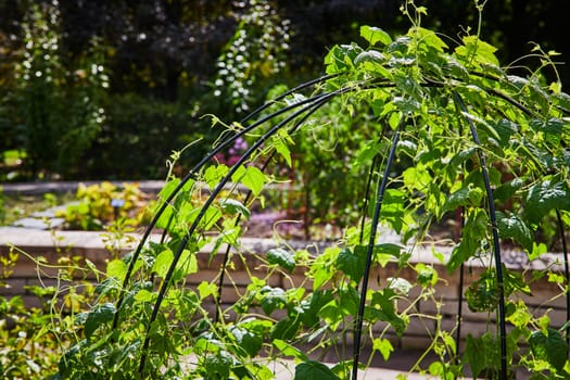 Sustainable Organic Gardening: Vibrant Bean Plants on Metal Trellis in 2023 Elkhart, Indiana Botanic Gardens