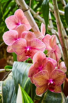 Vibrant Pink Phalaenopsis Orchids in Muncie Indiana Conservatory, 2023 - A Closeup View of Tropical Beauty in a Greenhouse Garden