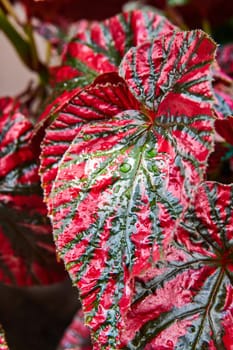 Vivid Variegated Leaf in Muncie Conservatory, Indiana, 2023 - A Close-Up View Expressing Nature's Growth and Vitality