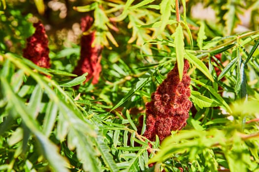 Close-up of vibrant red sumac flower spikes amidst fresh green leaves in the Botanic Gardens, Elkhart, Indiana, symbolizing nature and seasonal changes