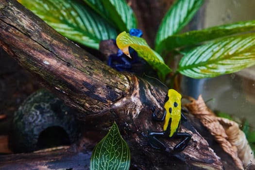 Vibrant Yellow and Blue Frogs in Tropical Setting at Muncie Indiana Conservatory, 2023