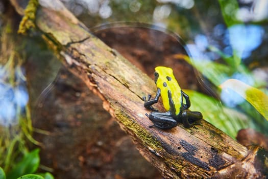 Vibrant Poison Dart Frog in Naturalistic Environment, Muncie Conservatory, Indiana, 2023