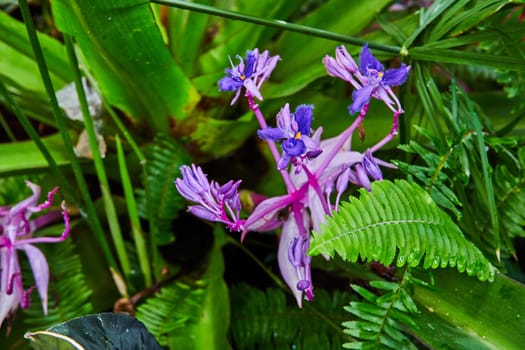 Exotic tropical purple orchids and lush green foliage in a Muncie, Indiana greenhouse, showcasing the vibrant biodiversity of a rainforest in 2023