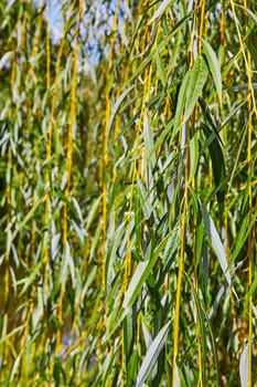 Sunlit Willow Foliage in Early Fall at Elkhart Botanic Gardens, Indiana